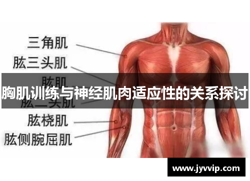 胸肌训练与神经肌肉适应性的关系探讨